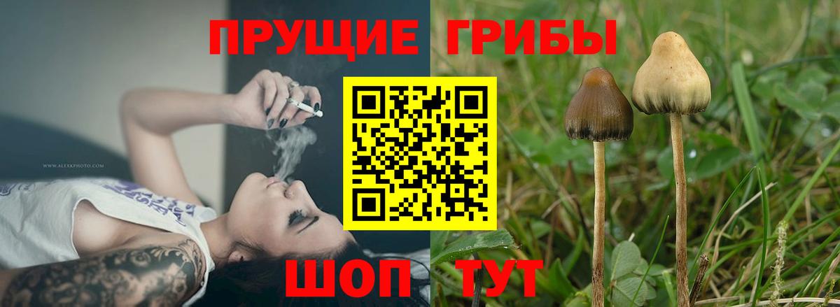 Россия  Галлюциногенные грибы прущие грибы  Галлюциногенные грибы GOLDEN TEACHER  цена   Вход с VPN 